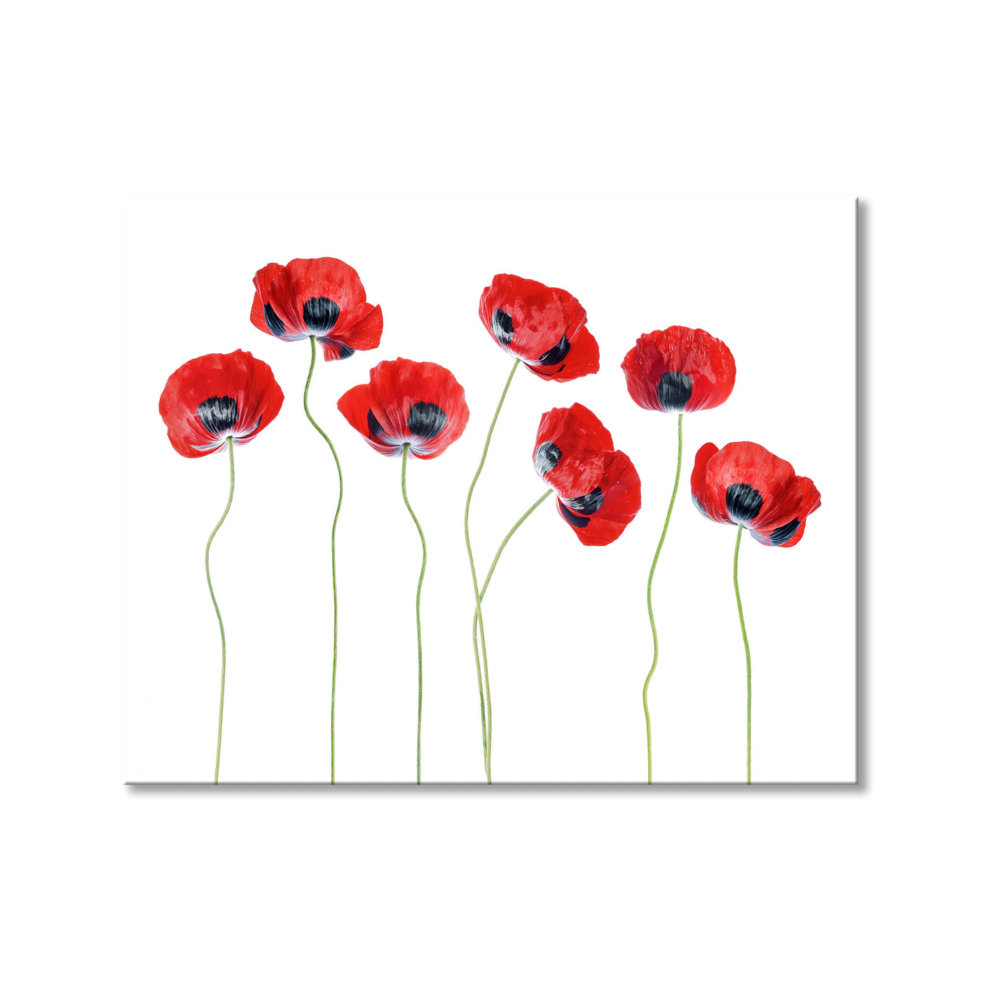 Ladybird Poppies