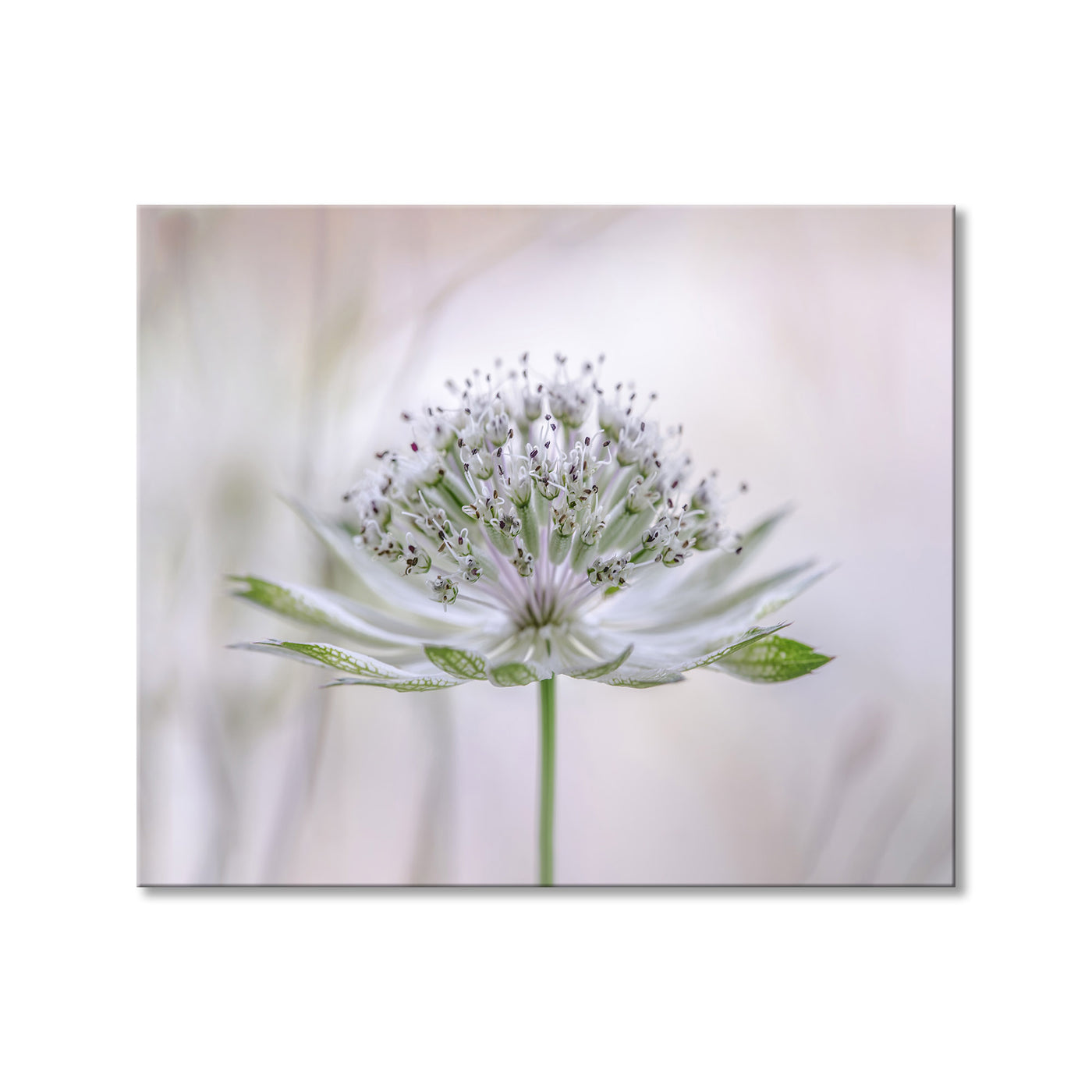 Astrantia