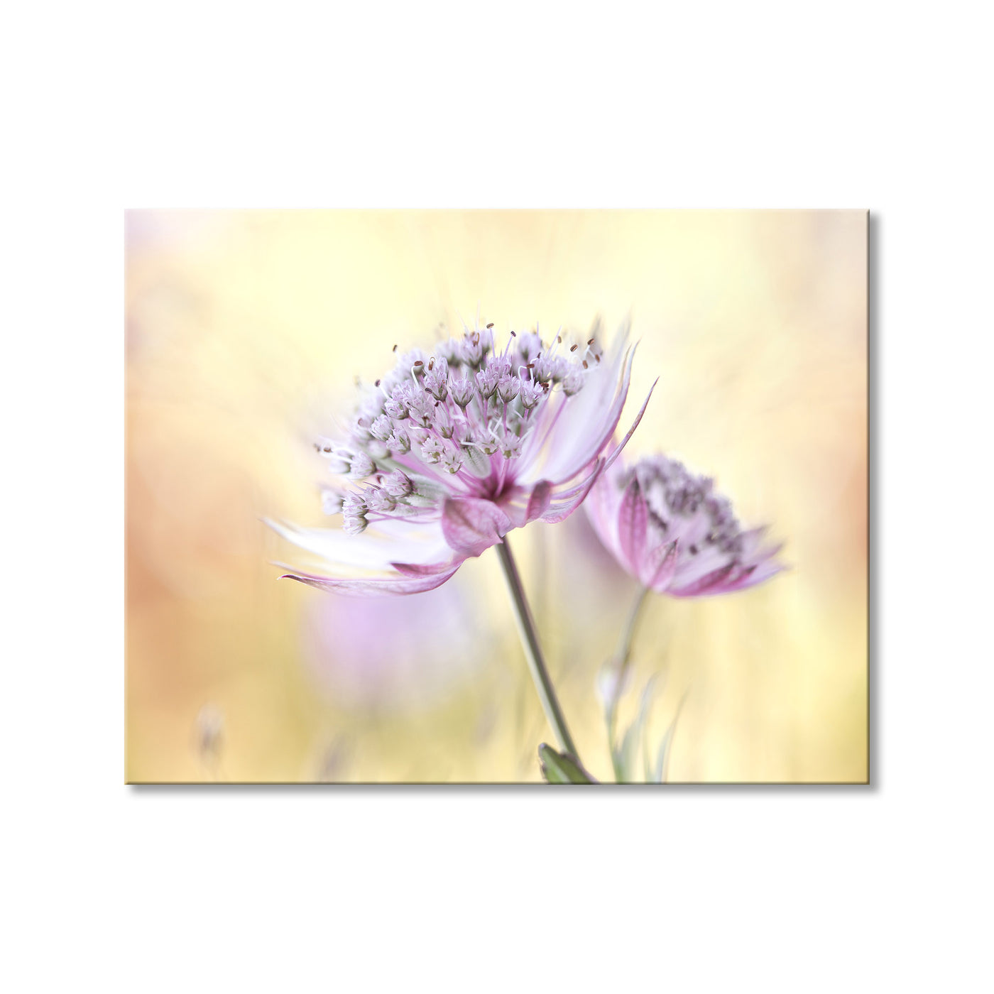 Pink Astrantia
