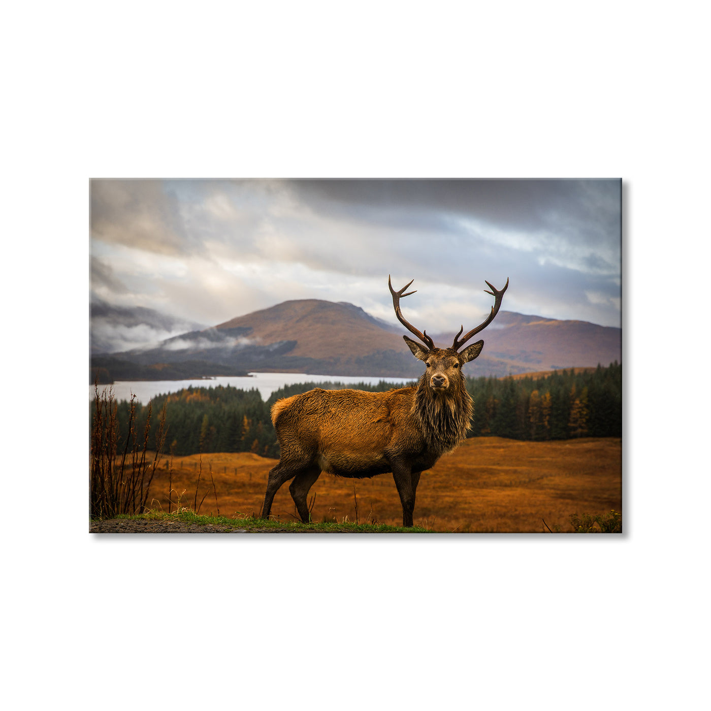 Scottish Stag