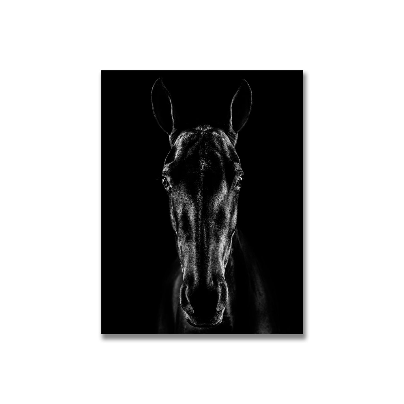 The Horse in Noir 15