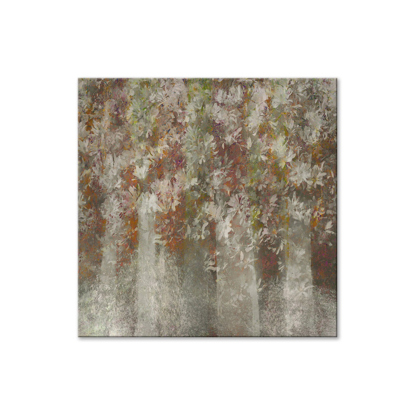 Magnolia