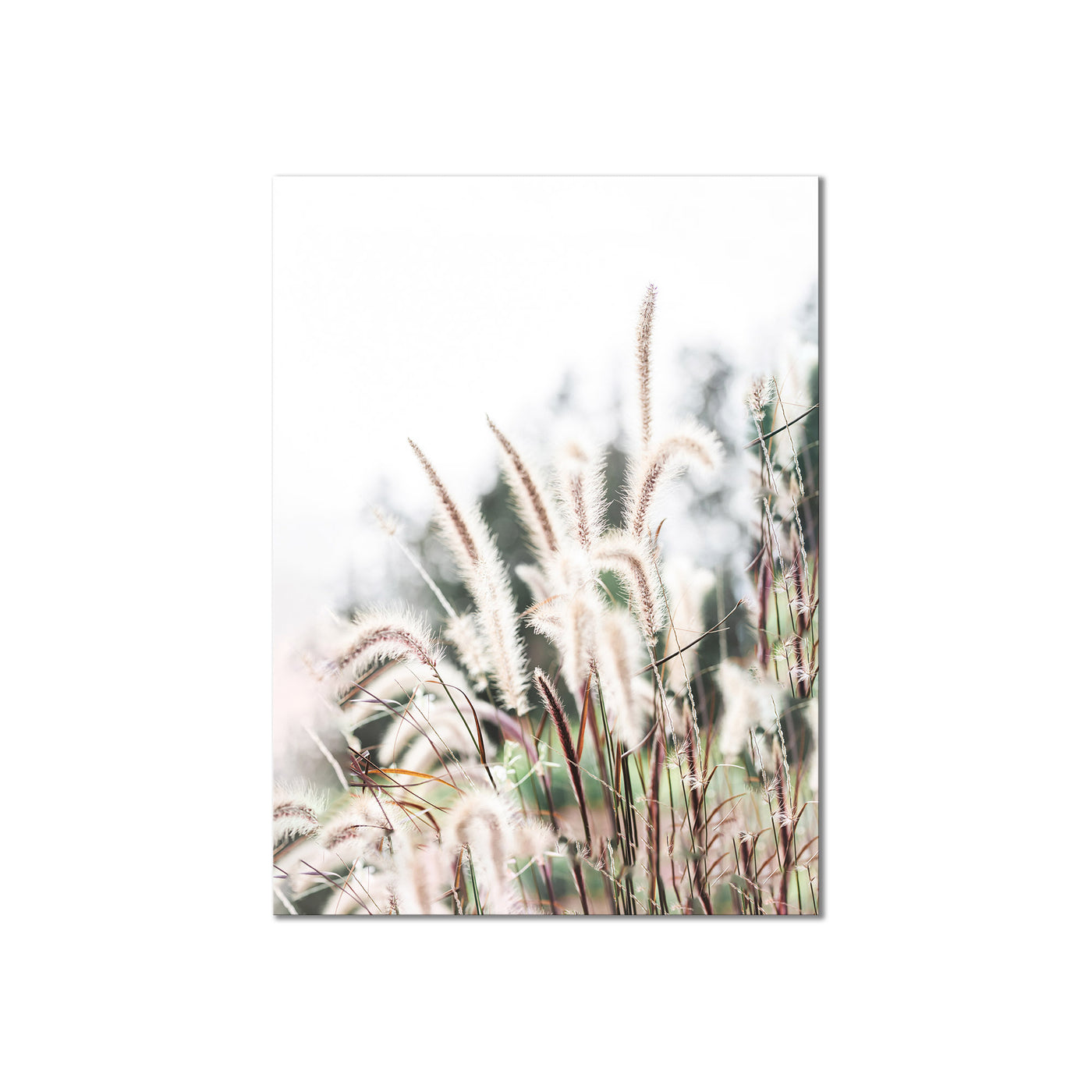 Grass