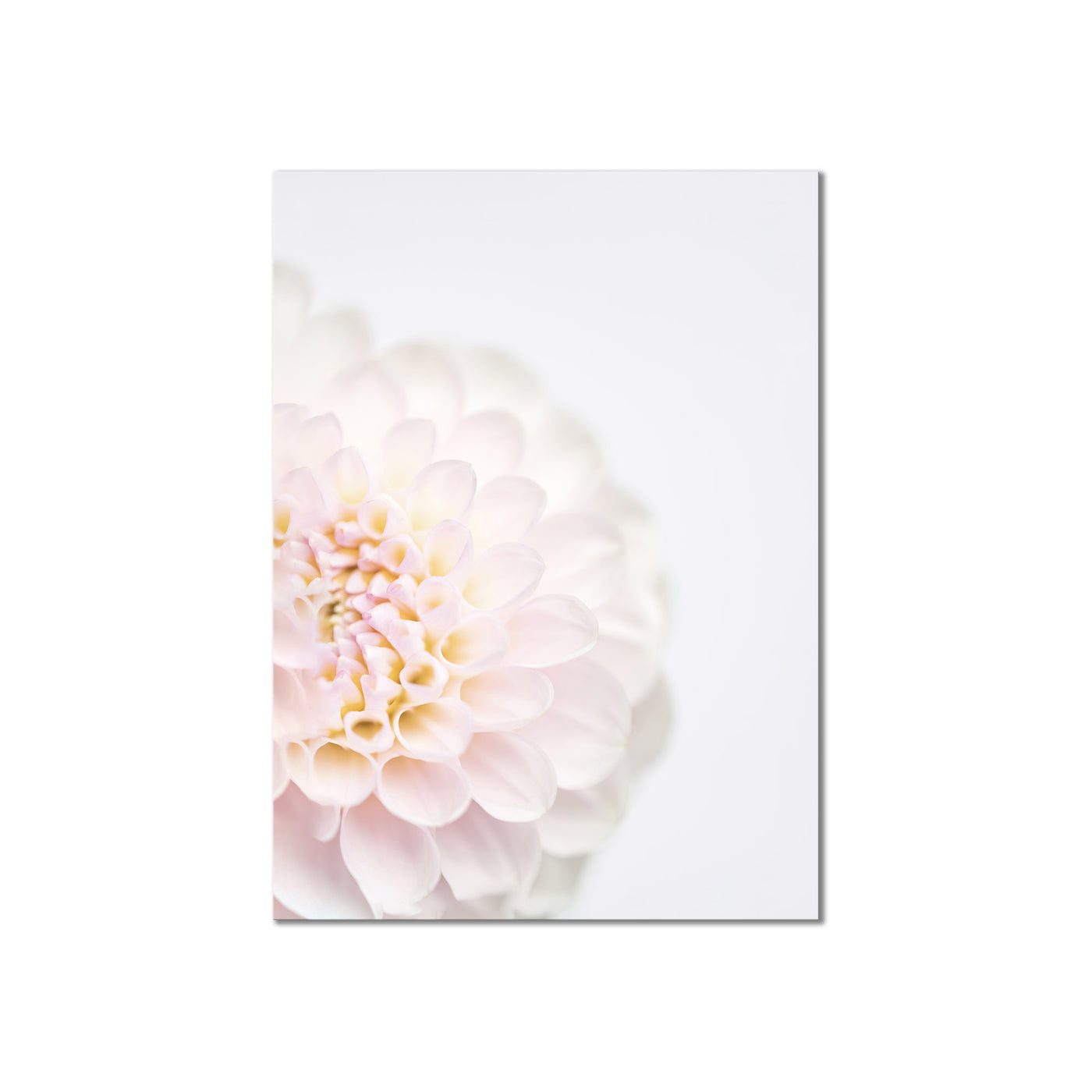 Pink Flower II