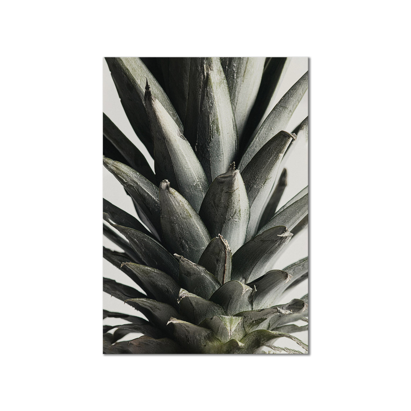 Pineapple Close Up