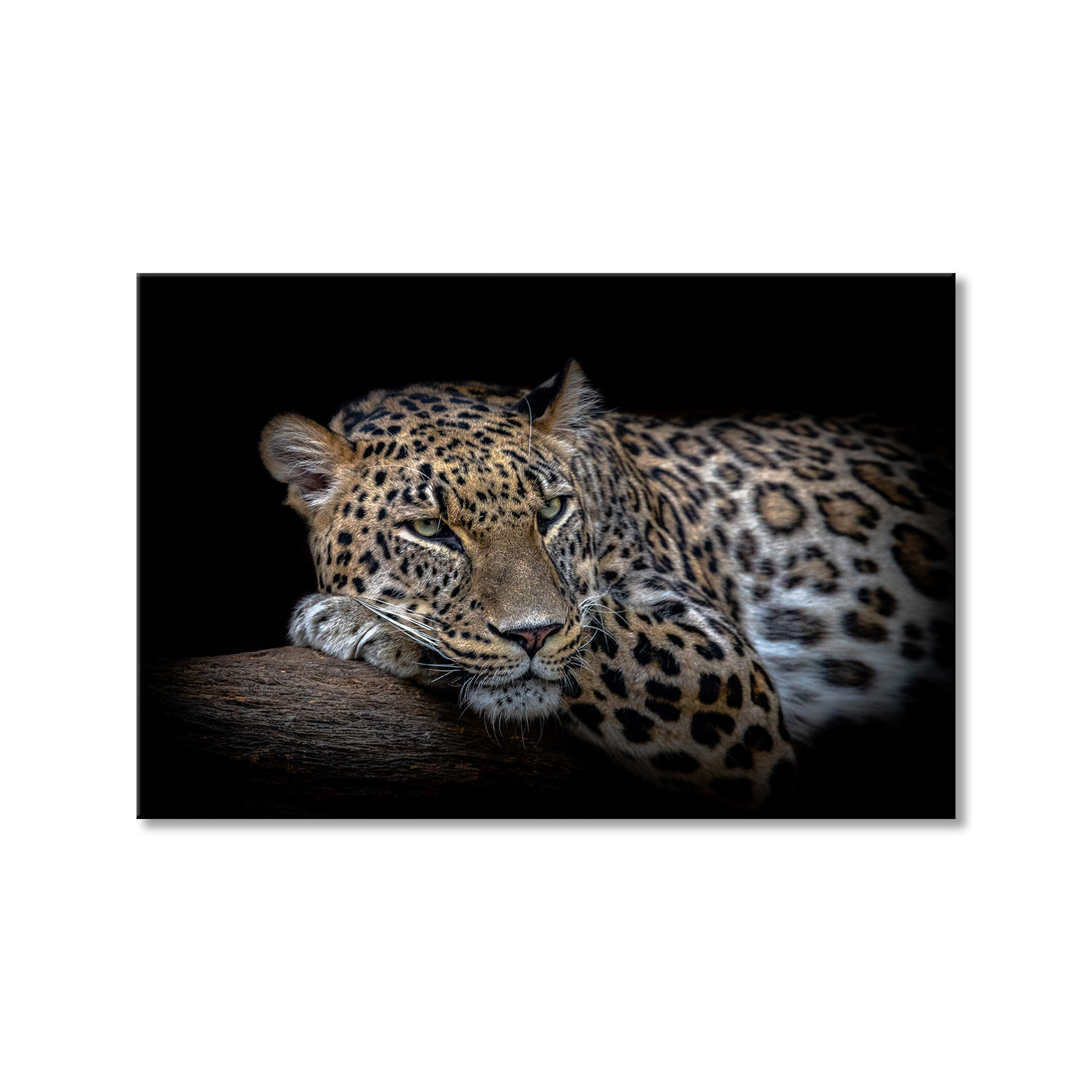 Leopard Resting