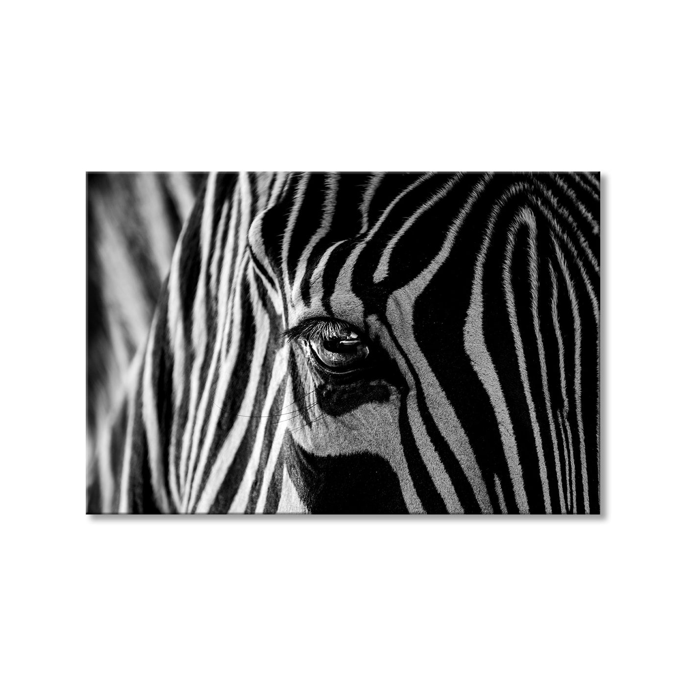 Abstract Zebra