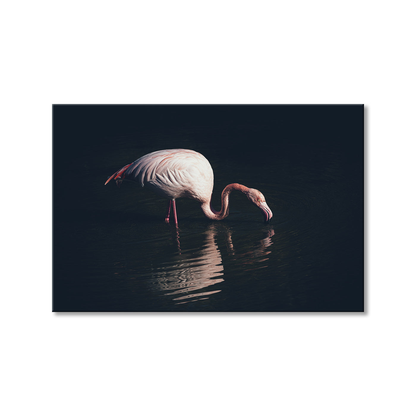 Enlighted Flamingo