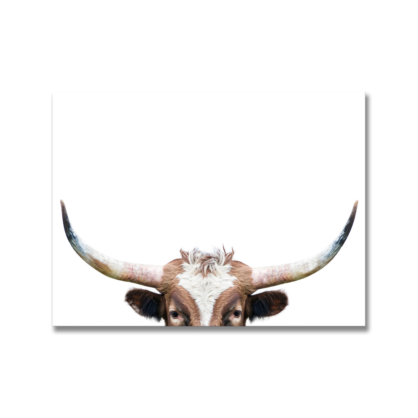 Peeking Longhorn Cow