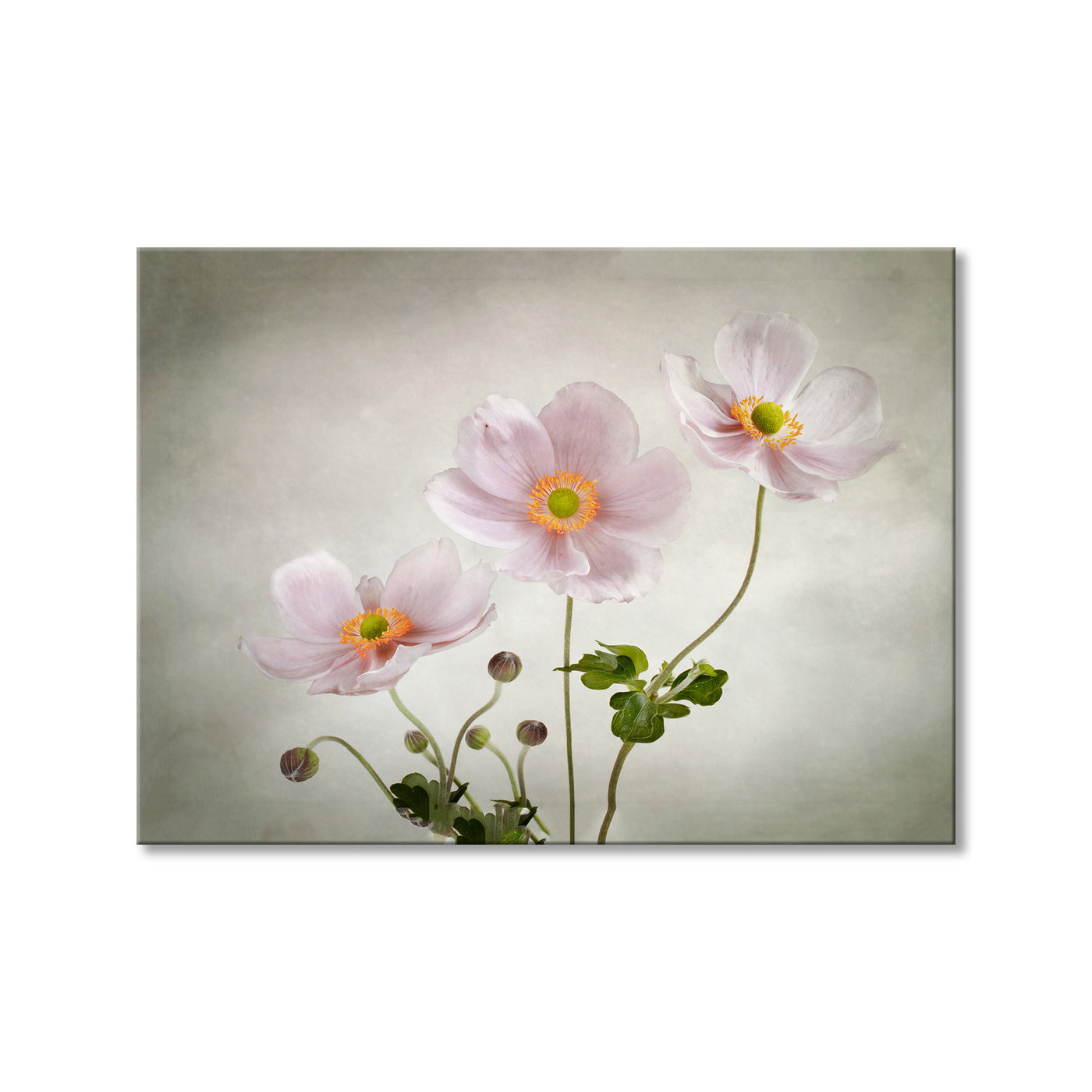 Anemones