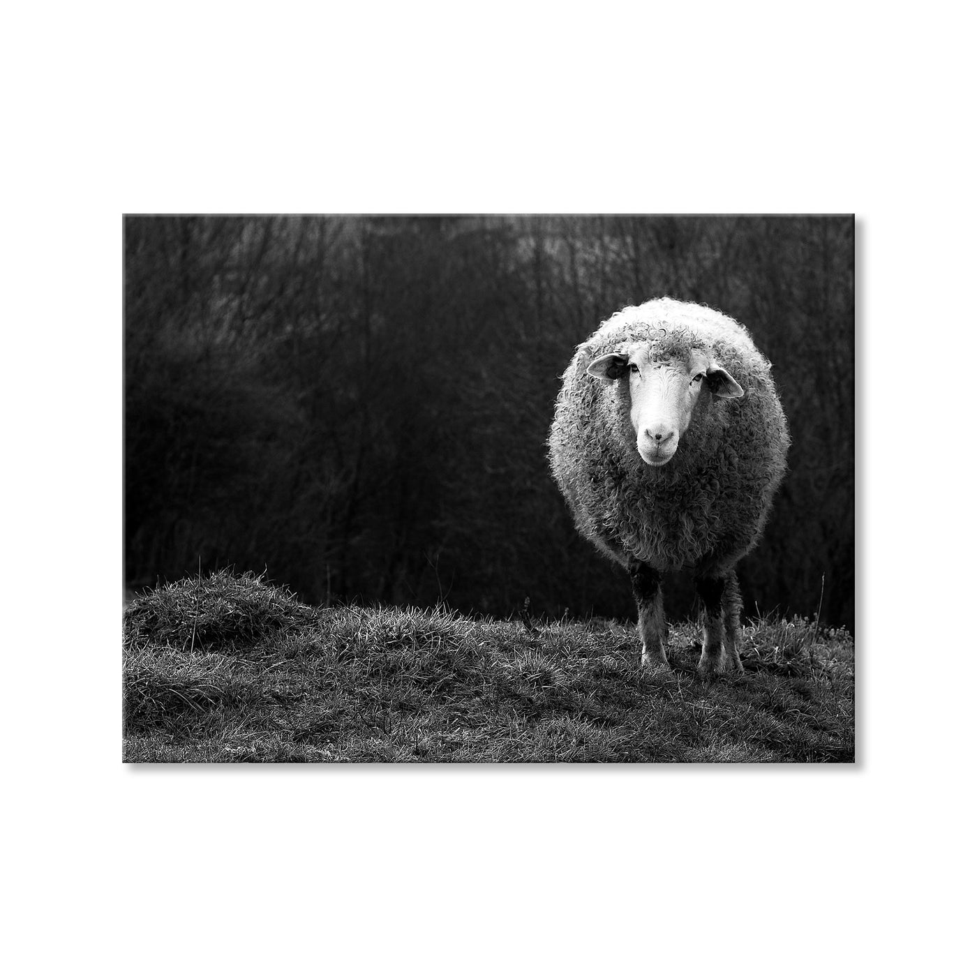 Wondering Sheep