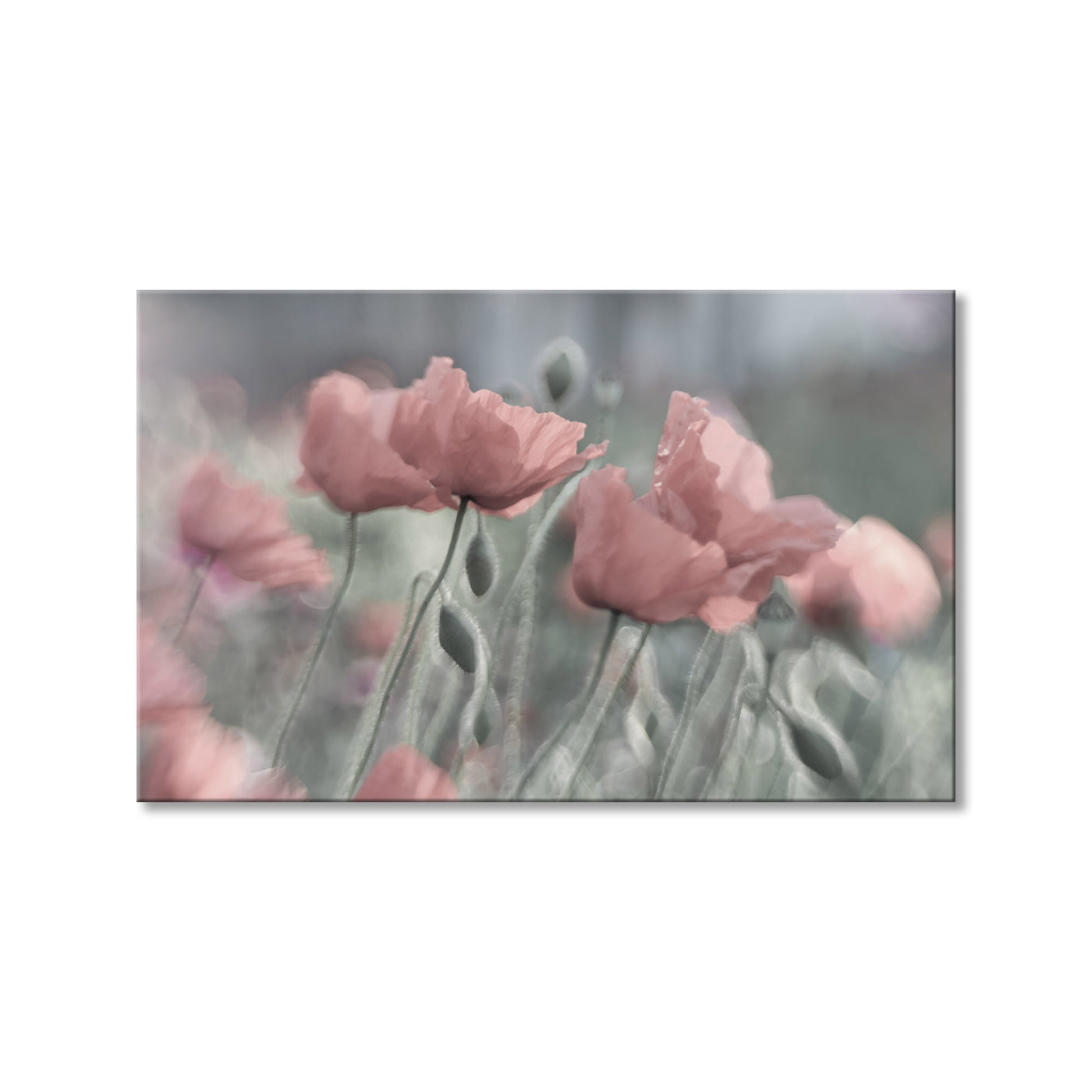 Softly