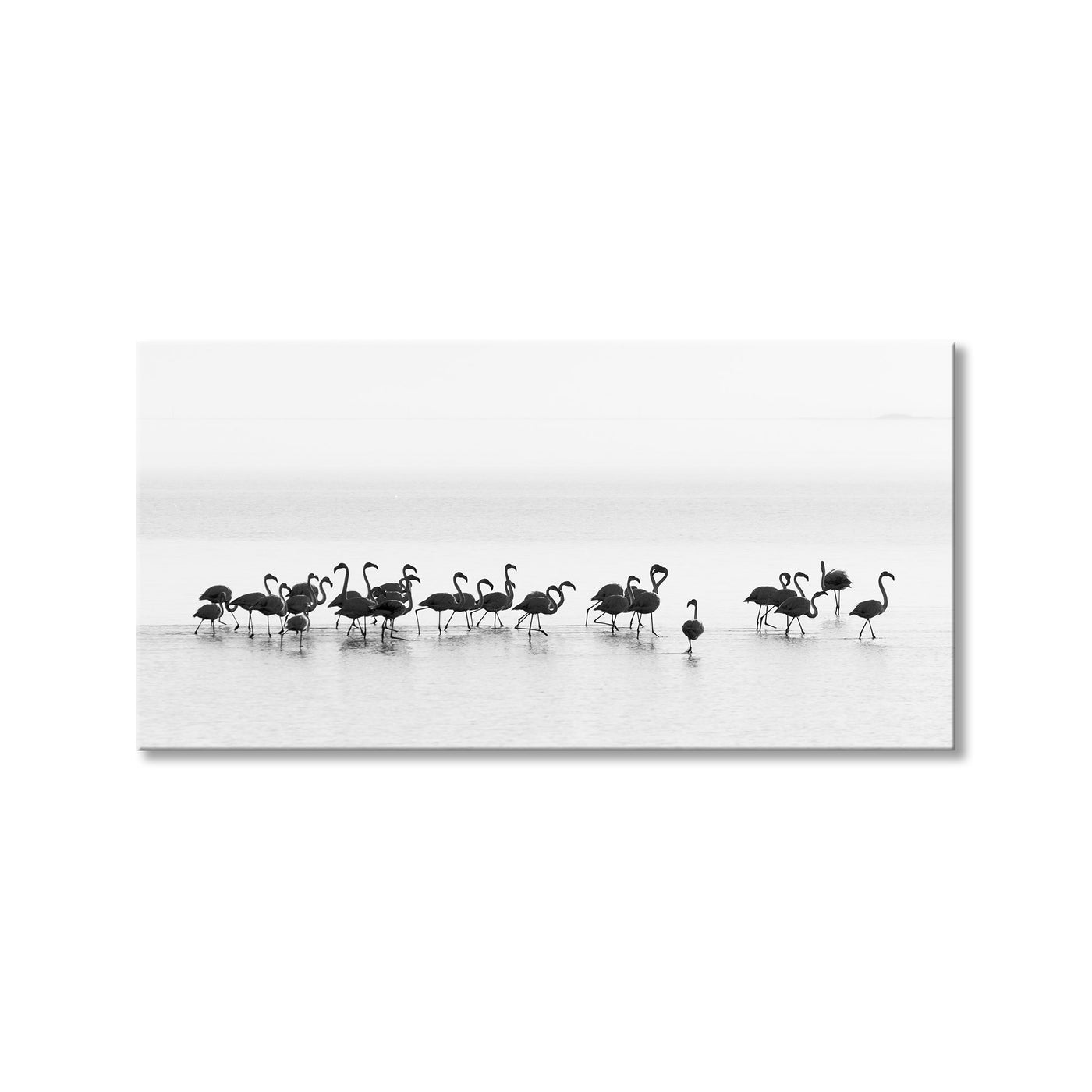 Flamingos