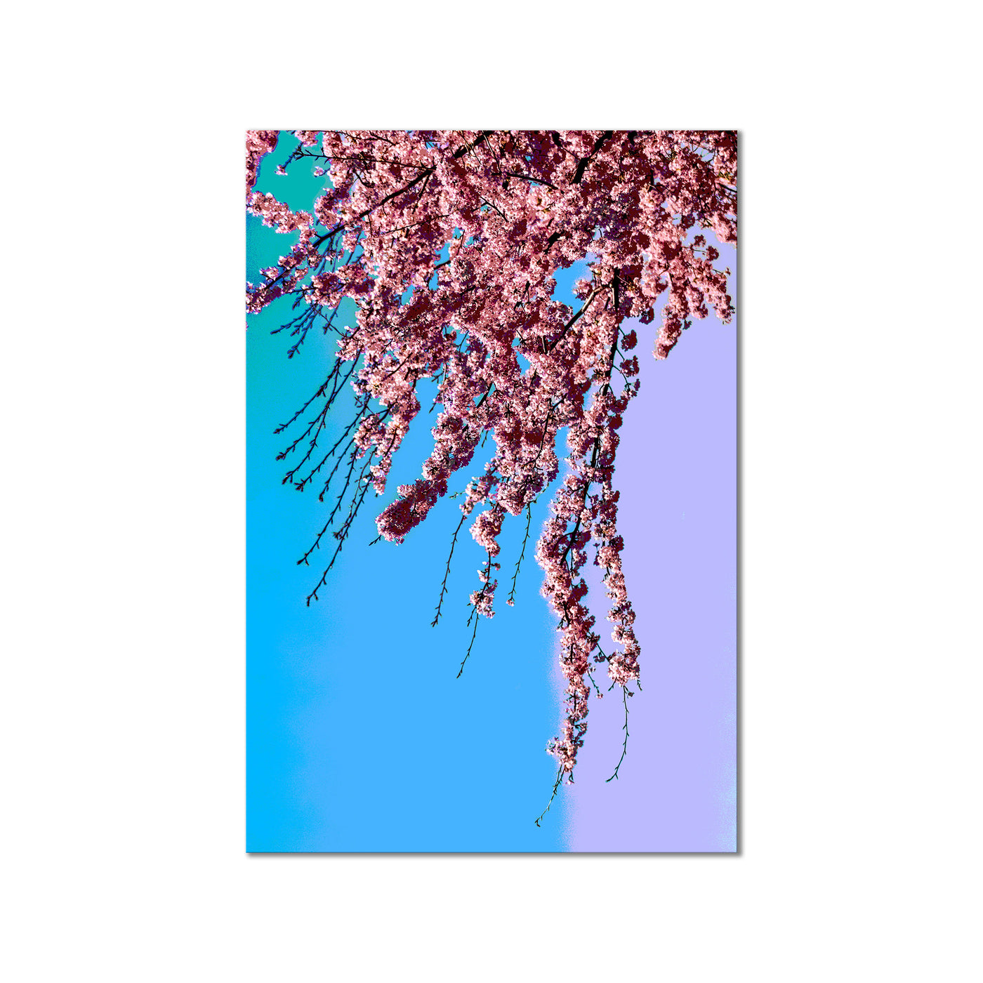 Blooming Gradient