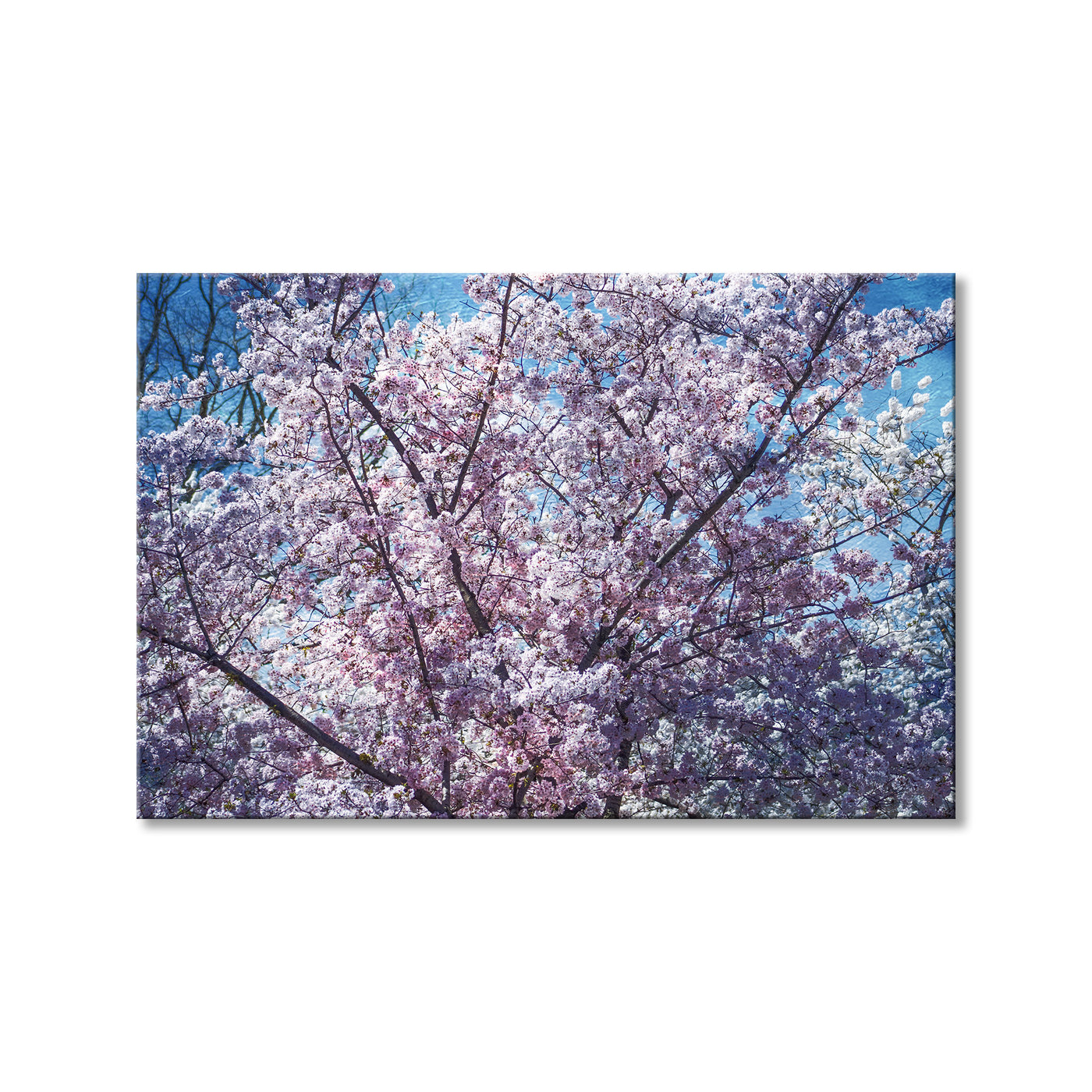 Pink Florets II