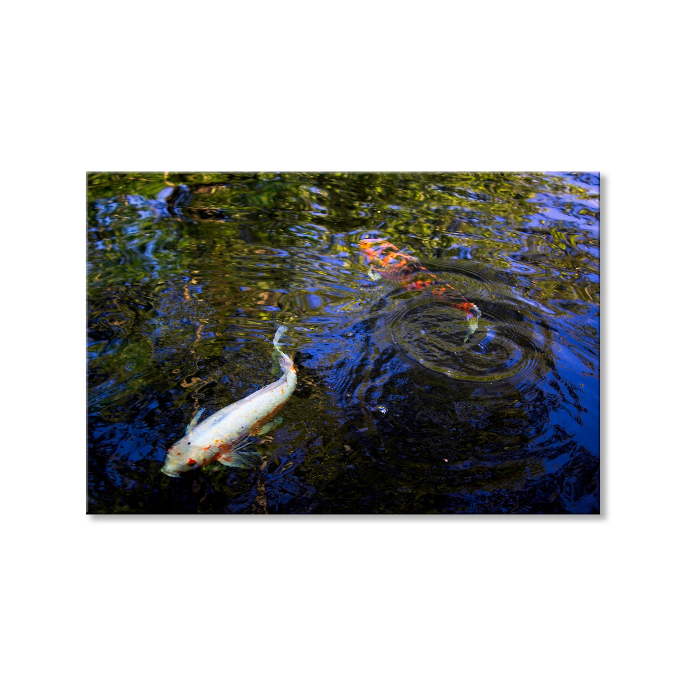 Koi