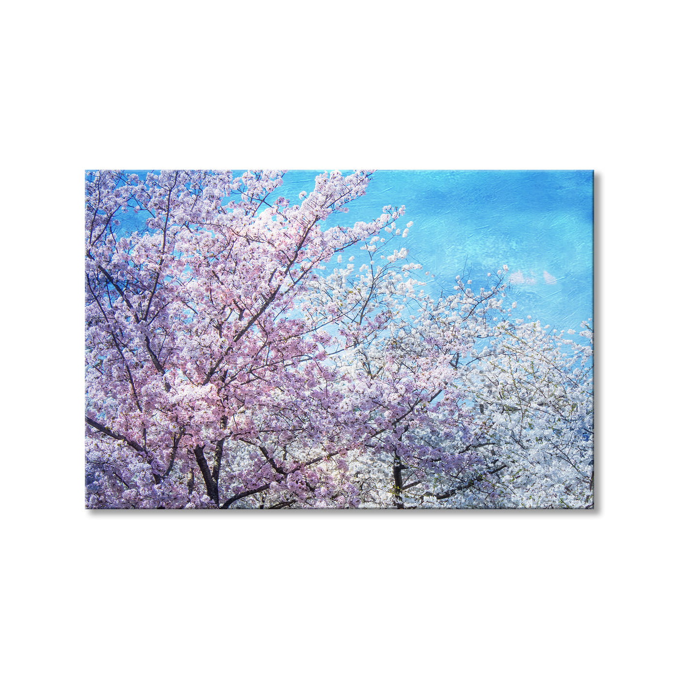 Blossom Festival