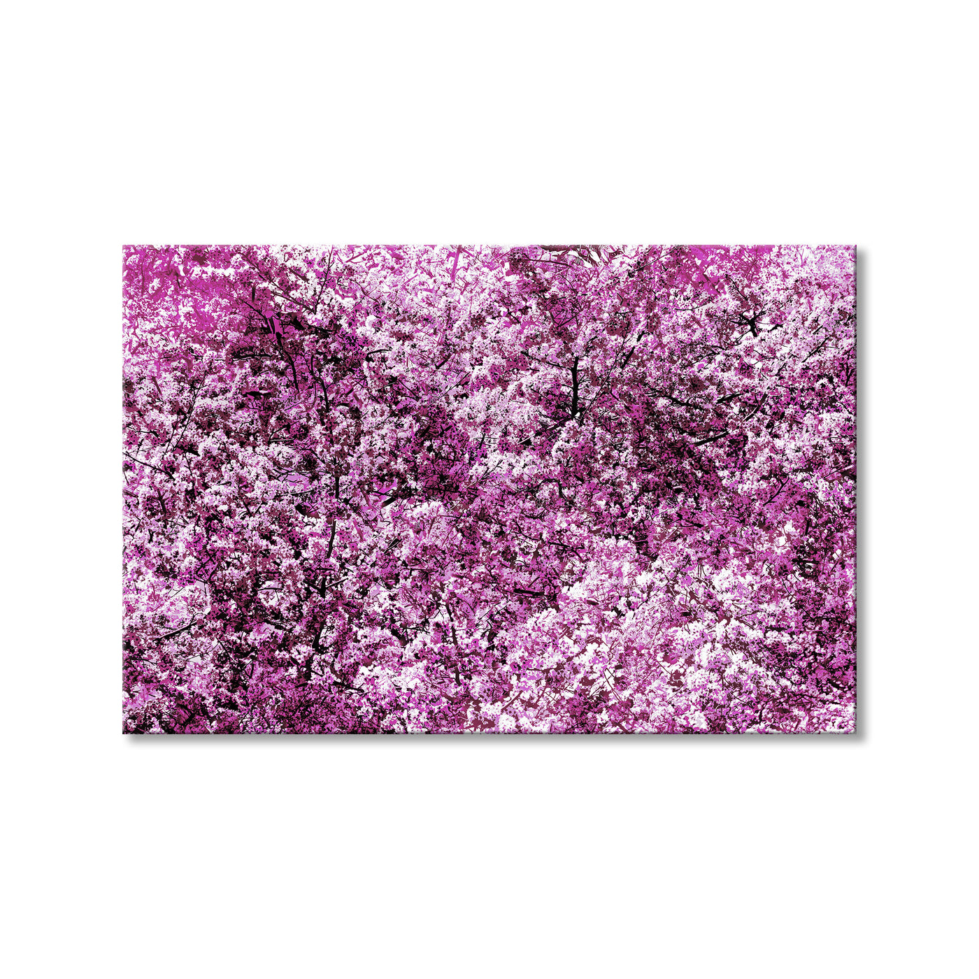 Pink Posies
