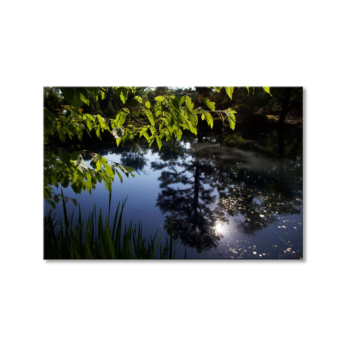 Botanic Reflection