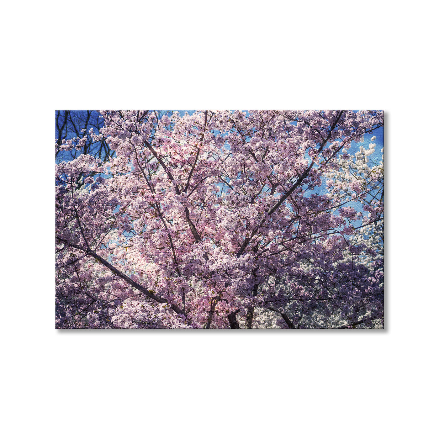 Blossom Festival II