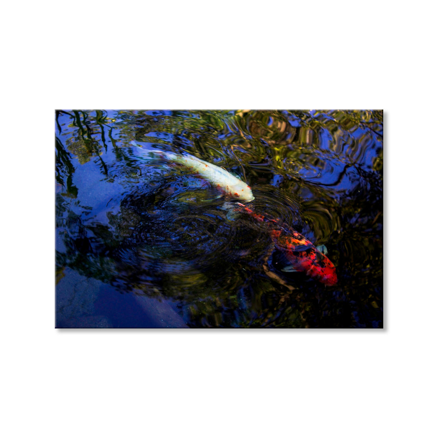 Harmonic Koi
