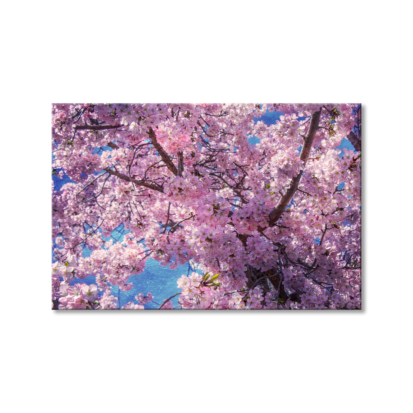Erubescent Blossoms