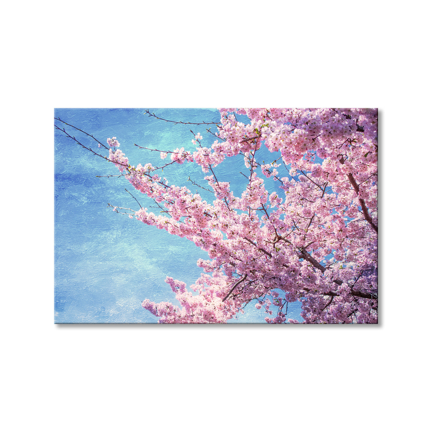 Cerise Sky