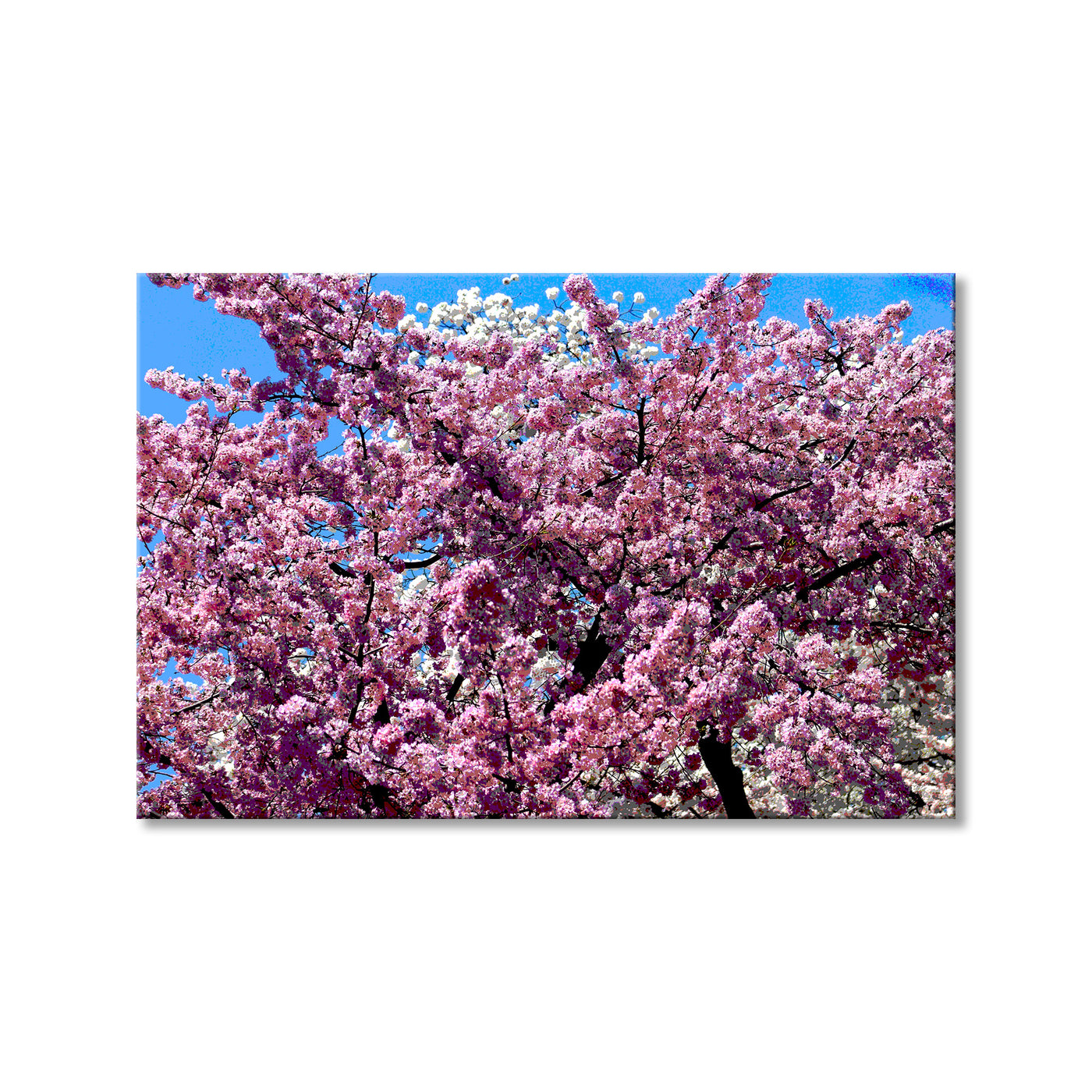 Budding Renewal