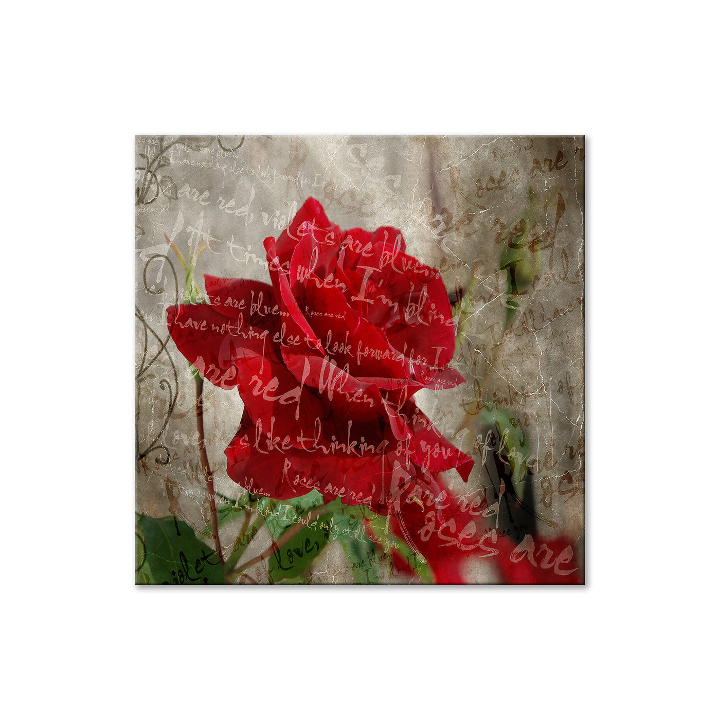 Roses are Red III