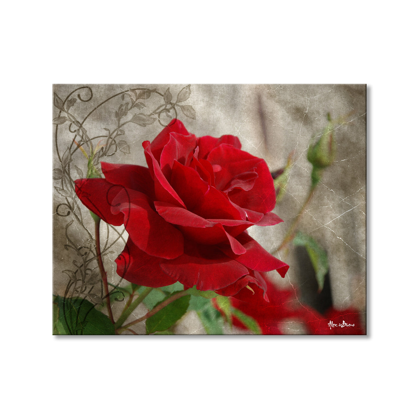 Roses are Red II