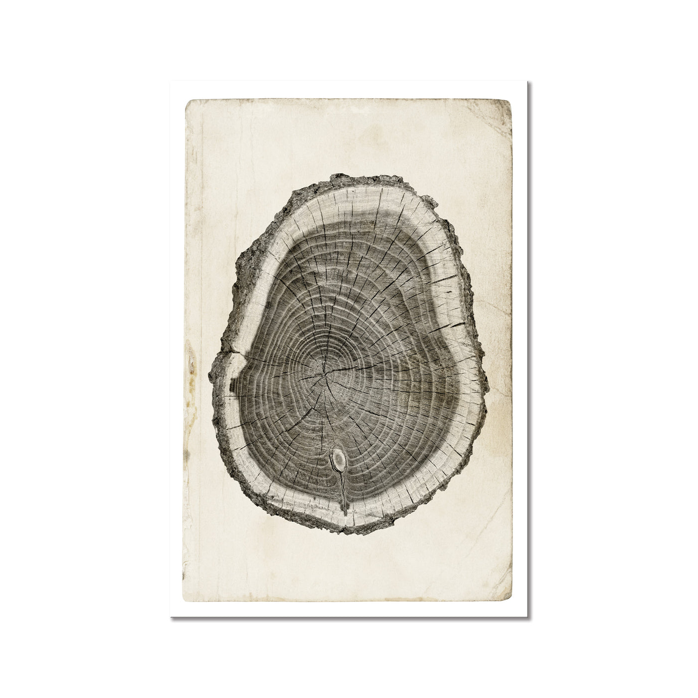 Tree Ring