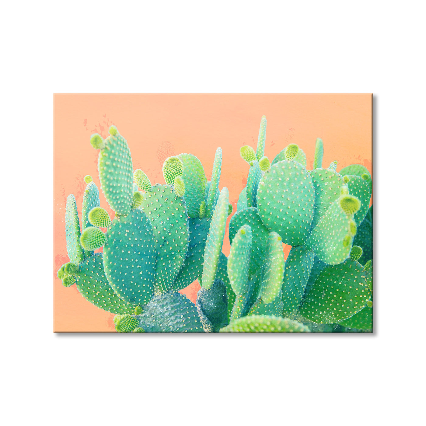 Cacti Dream