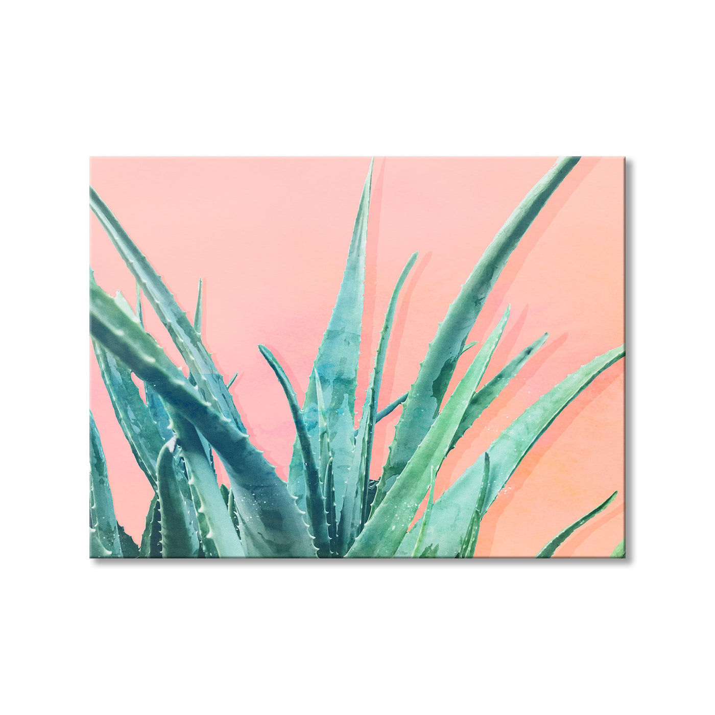Aloe Need